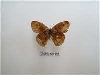 藏品(白帶波眼蝶)的圖片